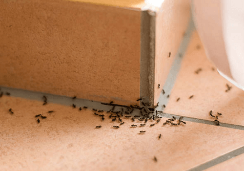 Ant Exterminator Lansing, KS