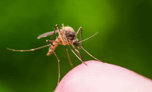 Mosquito Exterminator Irvington, NJ