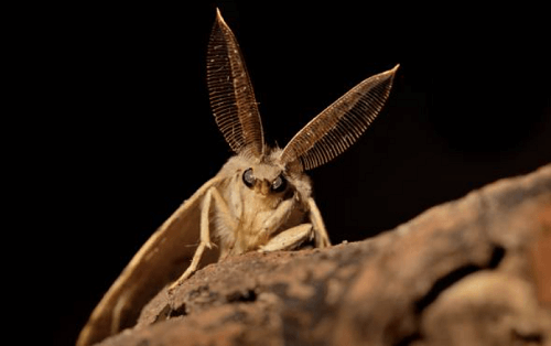 Moth Exterminator Overland Park, KS