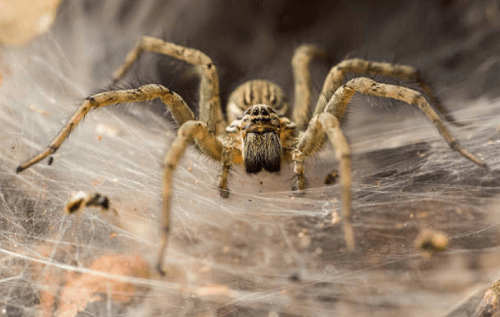 Spider Exterminator Burlington, MA