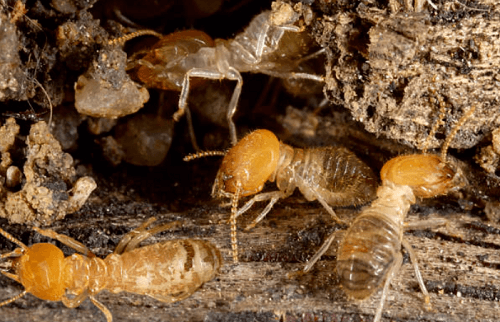 Termite Exterminator Newton, IA