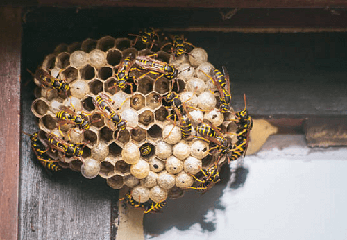 Wasp Exterminator Mount Laurel, NJ